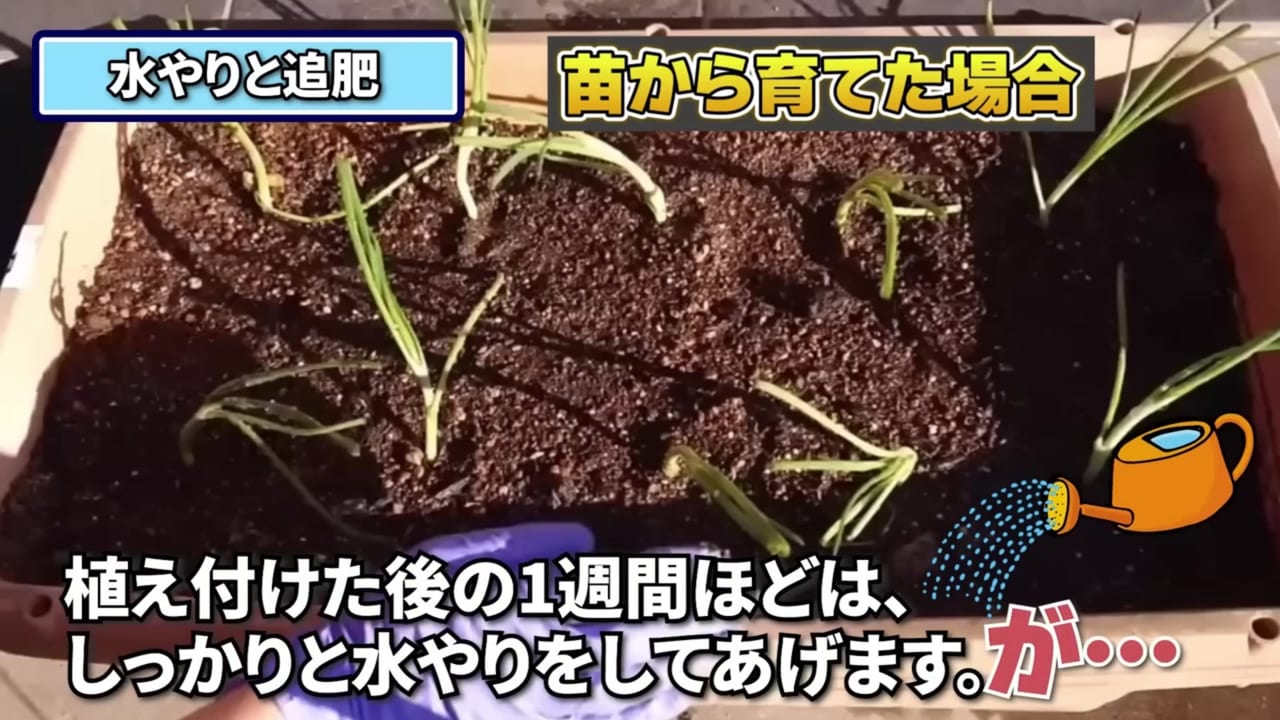 植え付け後の玉ねぎ苗へ水やりする動画実写