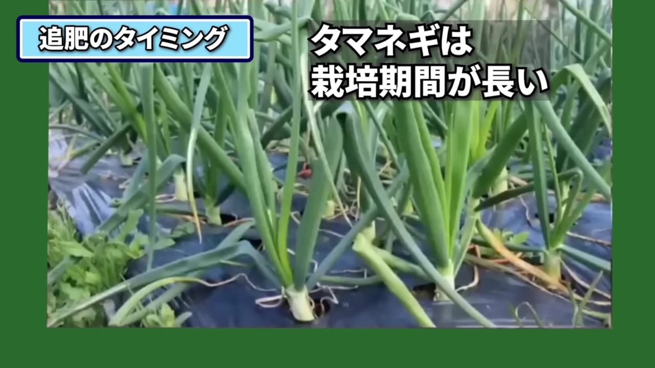 玉ねぎへ追肥する時期を説明する動画実写