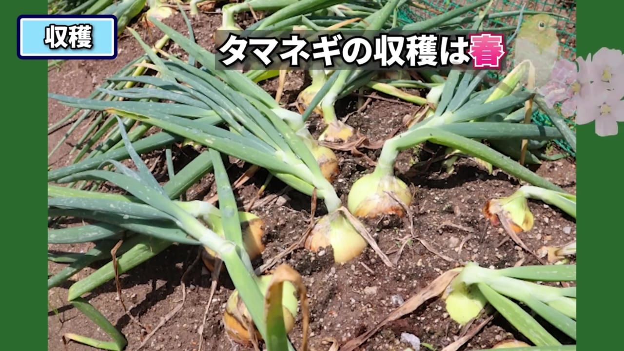 葉が自然に倒れた収穫前の玉ねぎの動画実写