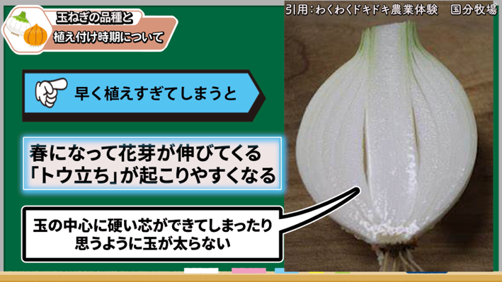 玉ねぎ苗を早く植えすぎるとトウ立ちしやすい理由