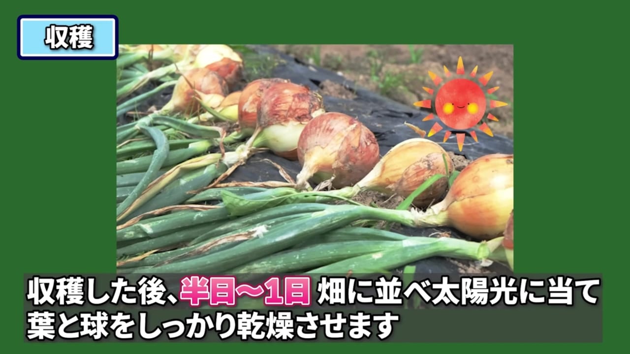 収穫後の玉ねぎを並べて乾燥させる動画実写