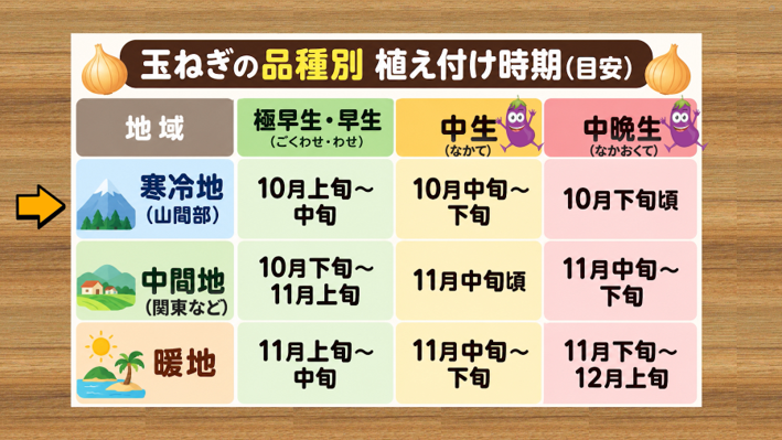 玉ねぎの品種と地域ごとの植え付け時期の詳しい目安表