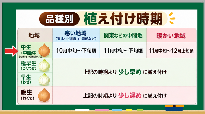 玉ねぎの品種と地域ごとの植え付け時期の目安表