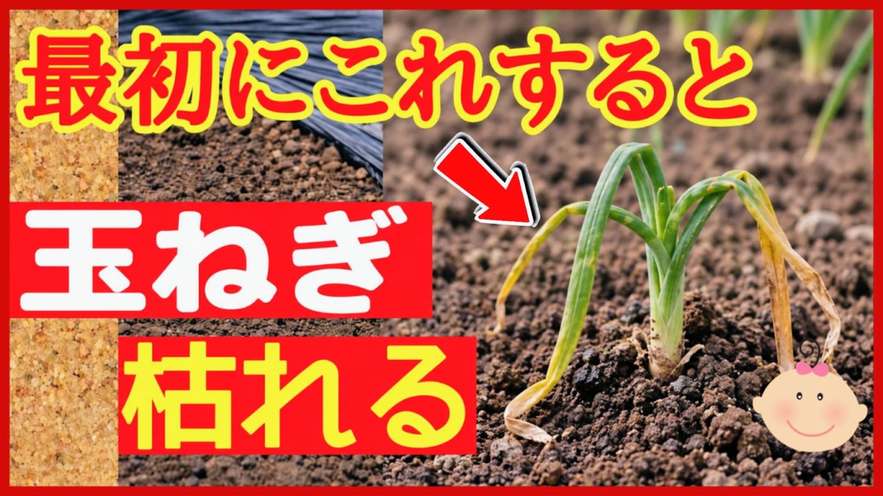 玉ねぎ苗を植え付ける前の注意点を伝えるアイキャッチ