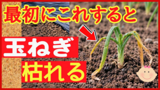 玉ねぎ苗を植え付ける前の注意点を伝えるアイキャッチ