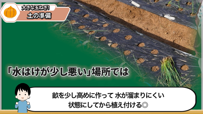 玉ねぎ栽培で水はけを良くするため畝を高めに作る図
