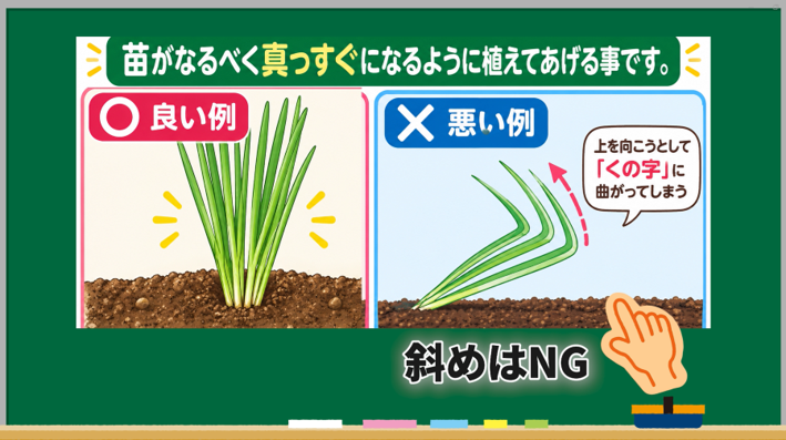 玉ねぎ苗をまっすぐ仮植えする良い例と斜めに植える悪い例