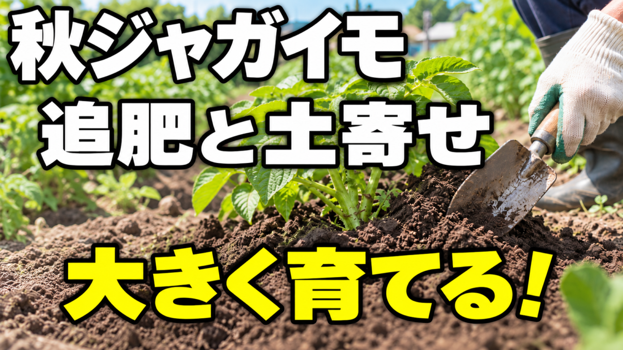秋ジャガイモの追肥と土寄せで大きく育てる方法を紹介するアイキャッチ