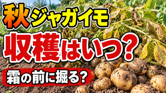 秋ジャガイモの収穫時期と霜前の判断を紹介するアイキャッチ