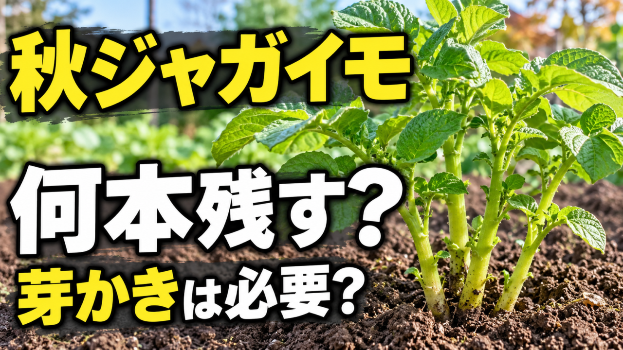 秋ジャガイモの芽かきで何本残すかを紹介するアイキャッチ