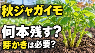 秋ジャガイモの芽かきで何本残すかを紹介するアイキャッチ