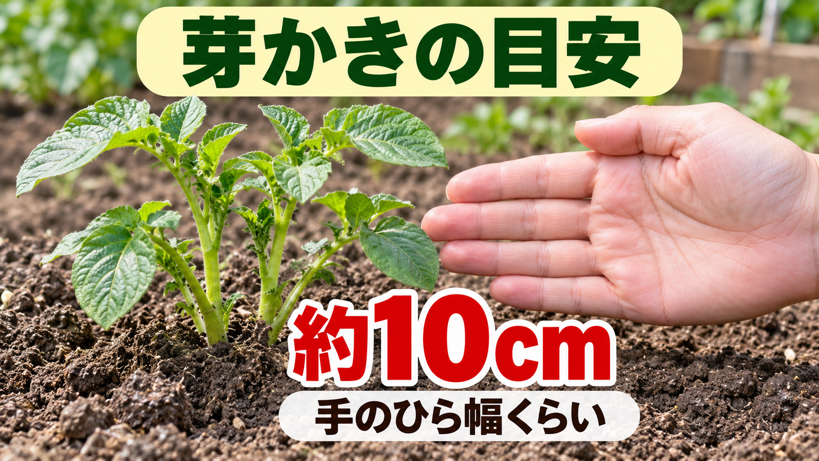 ジャガイモの芽かき時期を約10cmと手のひら幅で示した図