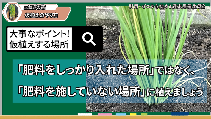 玉ねぎ苗の仮植えは肥料を施していない場所で行うポイント