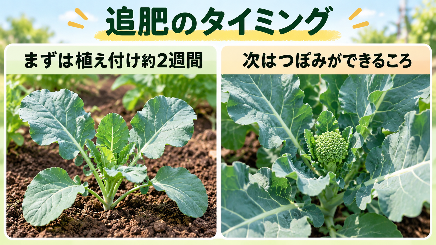 ブロッコリーの初回追肥とつぼみができるころの生育段階