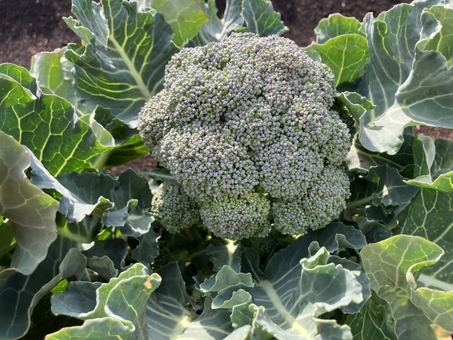畑で葉を広げ、花蕾が育ったブロッコリー
