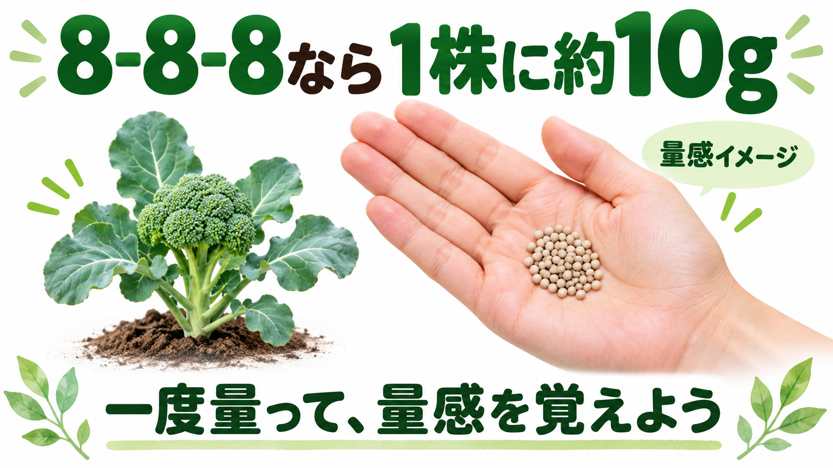 8-8-8の化成肥料を1株約10g、手のひらで量感を覚えるイメージ