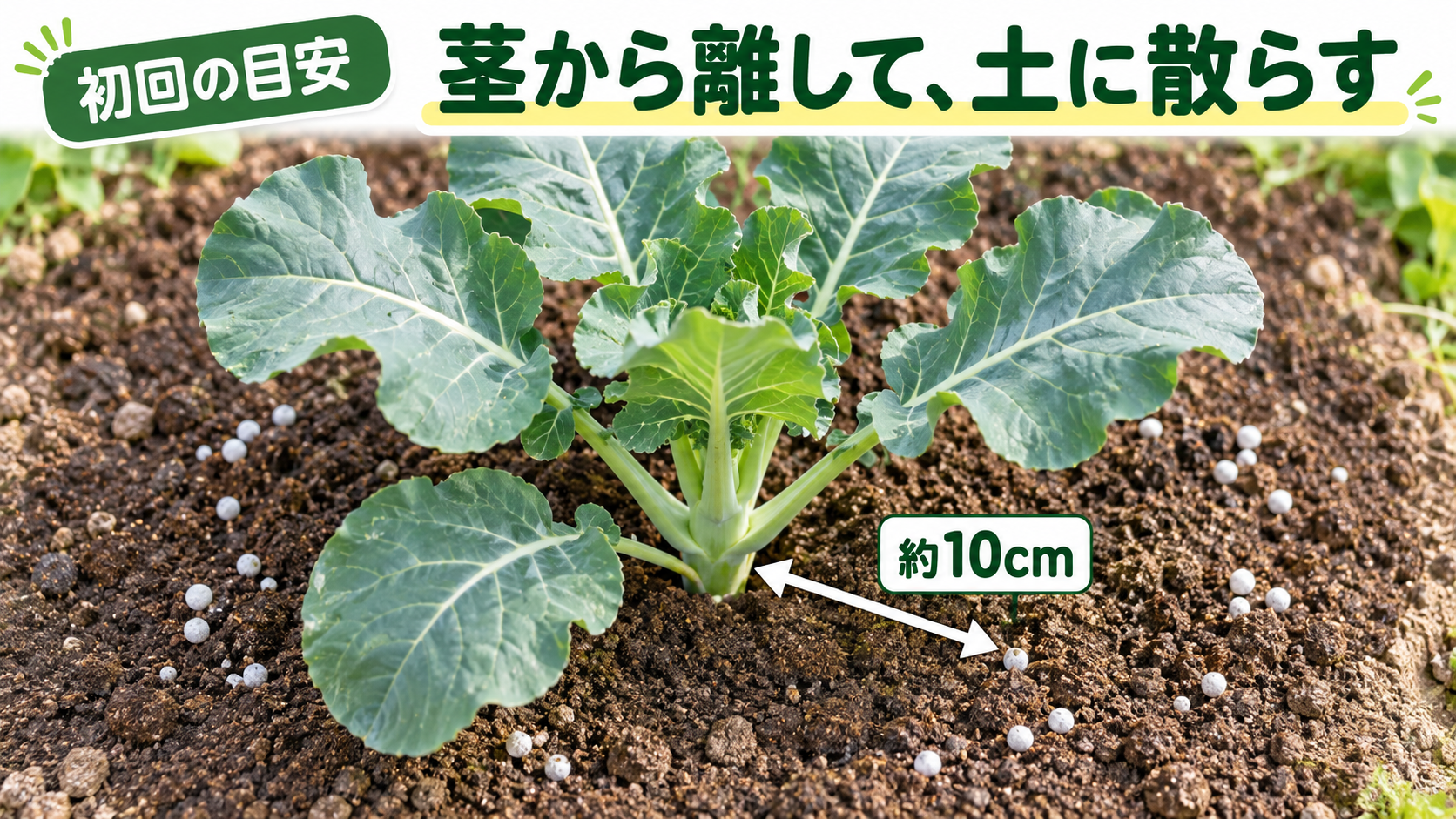 ブロッコリーの茎から約10cm離した初回追肥の場所