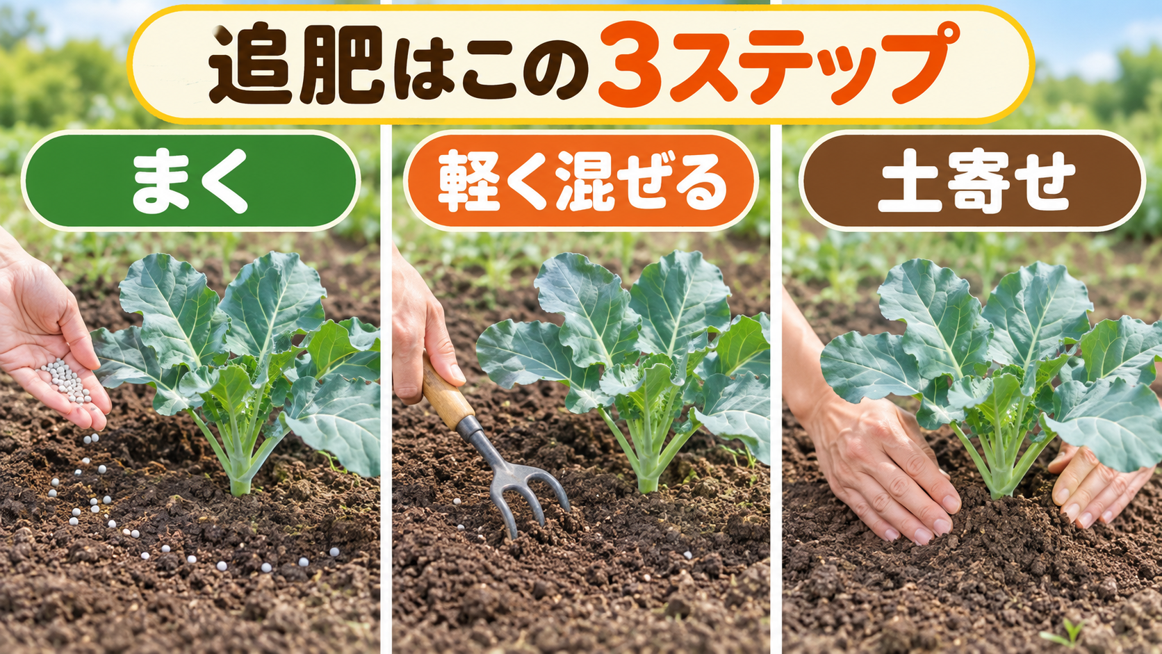 ブロッコリーの追肥をまく、軽く混ぜる、土寄せする3動作