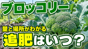 ブロッコリーの追肥時期と量、与える場所を紹介するアイキャッチ