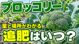 ブロッコリーの追肥時期と量、与える場所を紹介するアイキャッチ