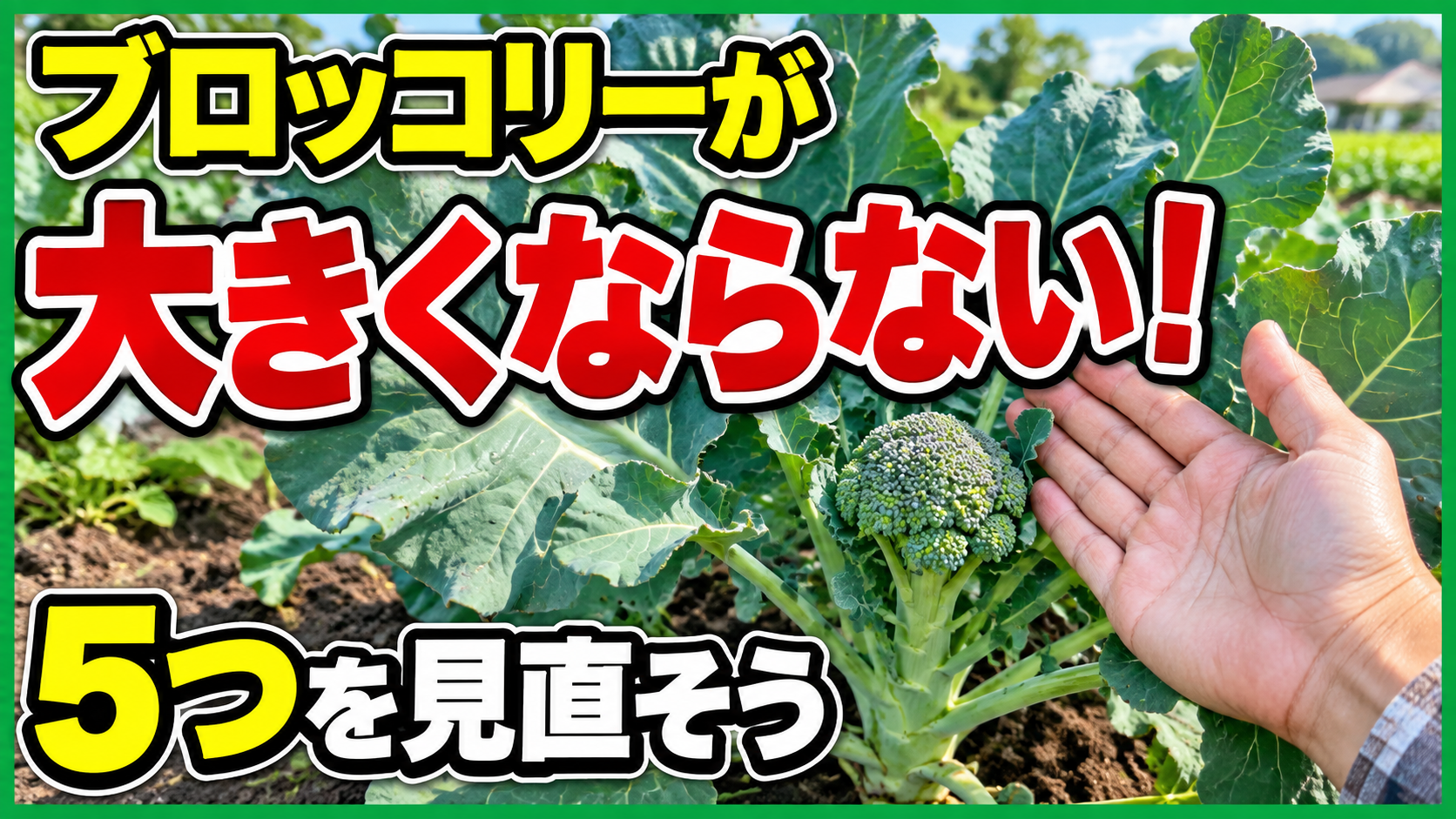 ブロッコリーが大きくならない！小さい花蕾を育てる5つの見直し