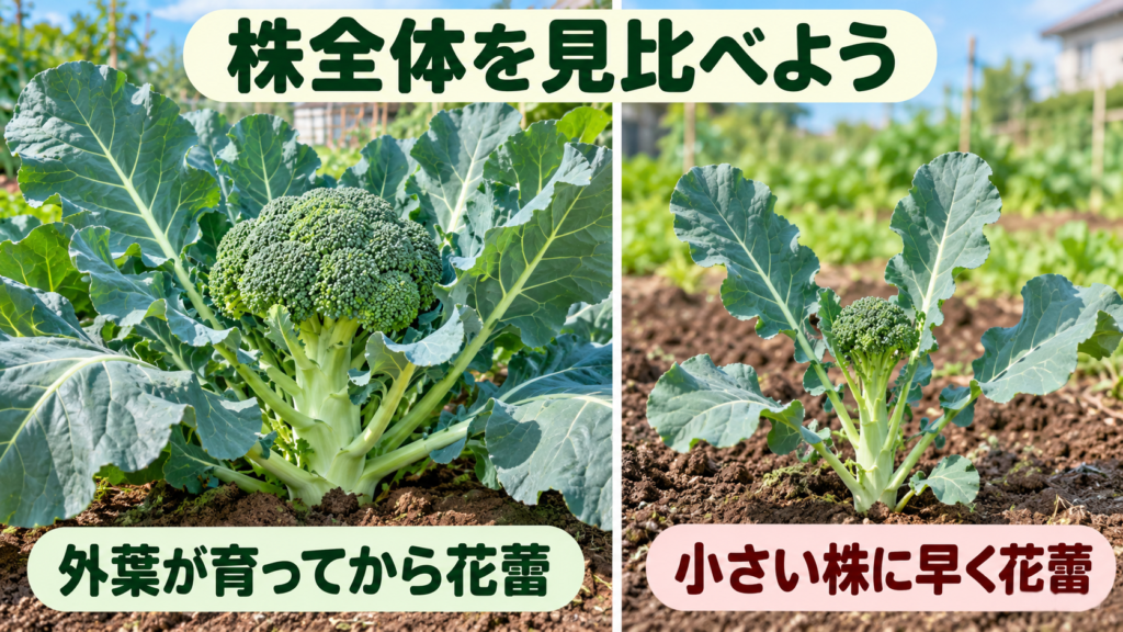 外葉が育ってから花蕾ができた株と小さい株に早く花蕾ができた状態