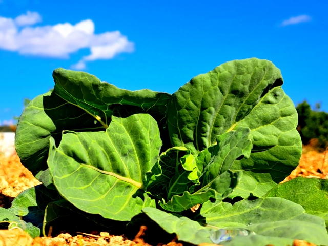 外葉と中心部が分かるキャベツ
