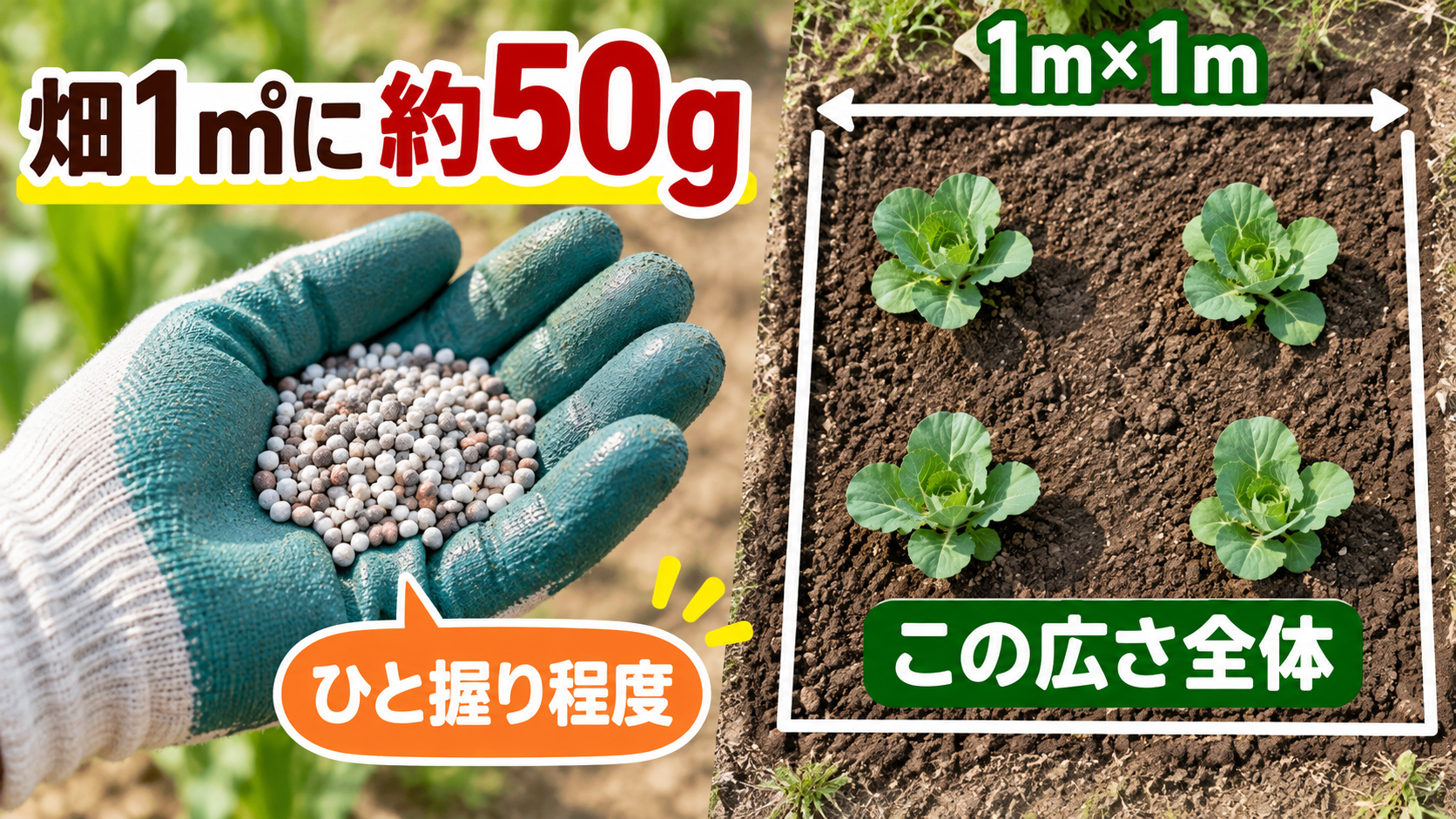 畑1㎡へ与える肥料約50gとひと握り程度の目安