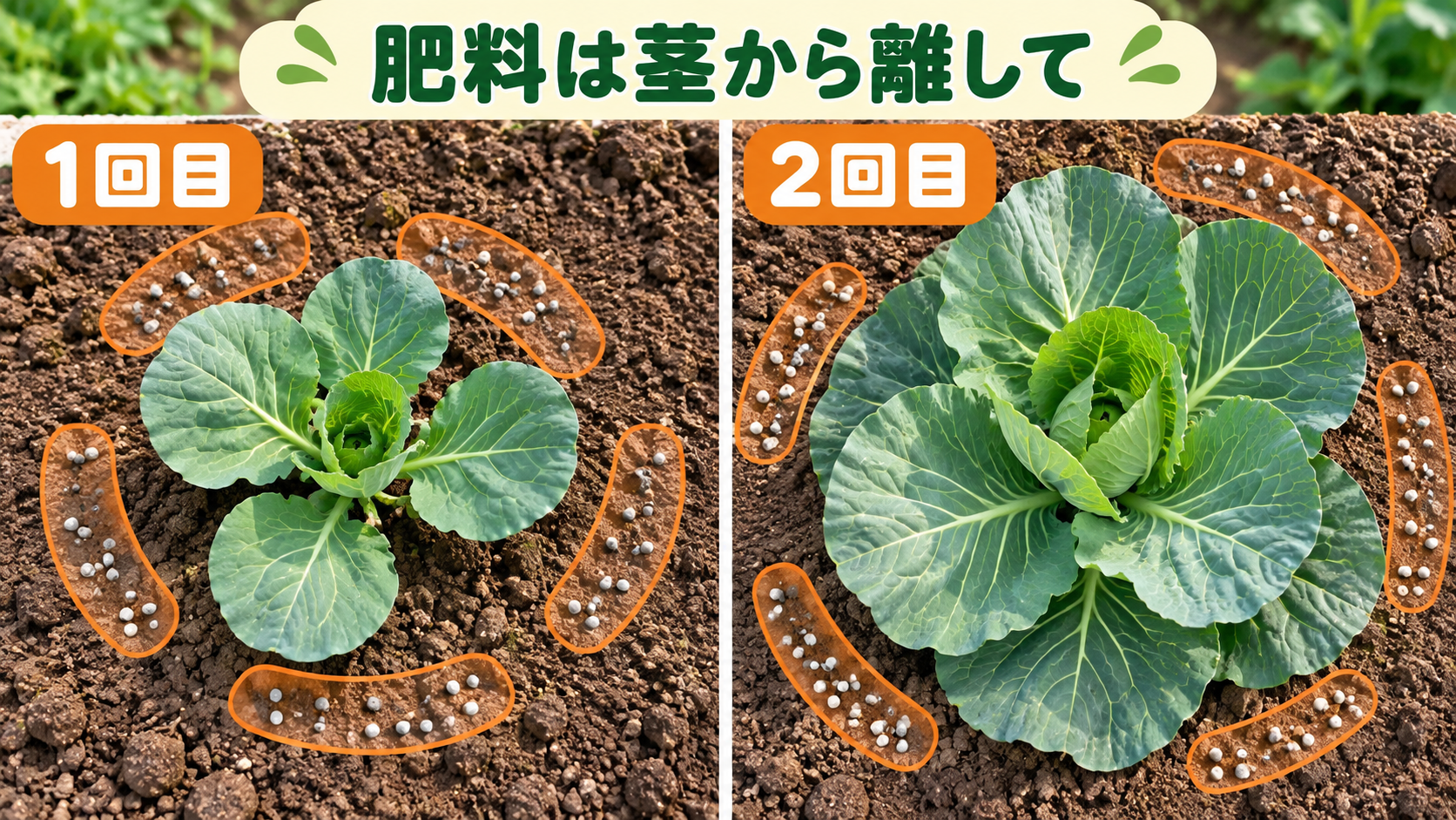 キャベツの1回目と2回目で肥料をまく場所の違い