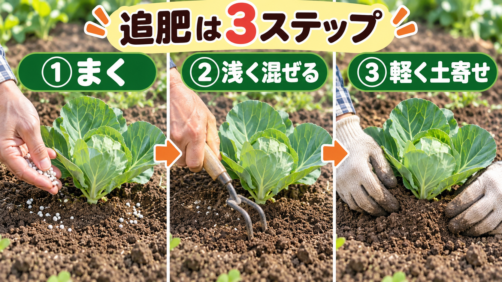 キャベツへ追肥して浅く混ぜ軽く土寄せする3ステップ