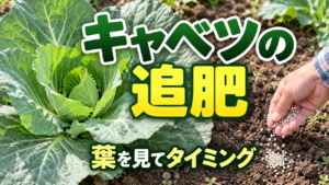 キャベツの追肥時期と肥料の与え方を紹介するアイキャッチ