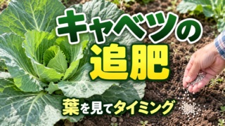 キャベツの追肥時期と肥料の与え方を紹介するアイキャッチ