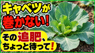 キャベツが巻かない時は追肥の前に原因を確認