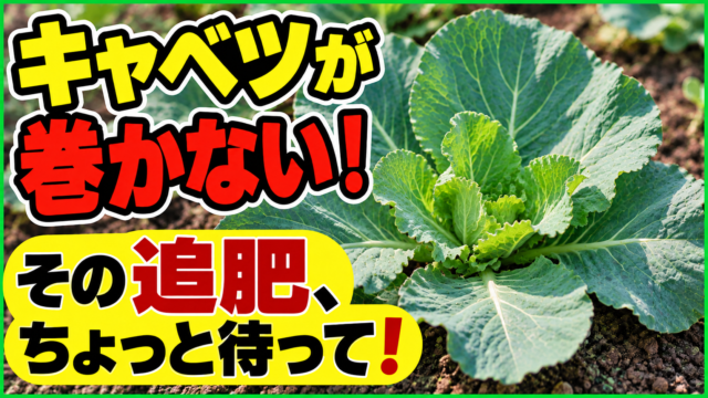 キャベツが巻かない時は追肥の前に原因を確認