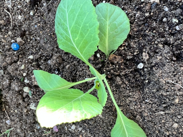 植え付けて間もない小さなキャベツ苗