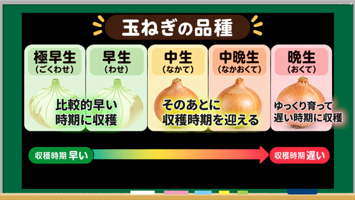 玉ねぎの品種を極早生・早生・中生・中晩生・晩生に分けた図