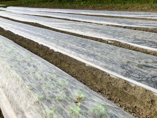 白い不織布で畝を覆った実際の菜園