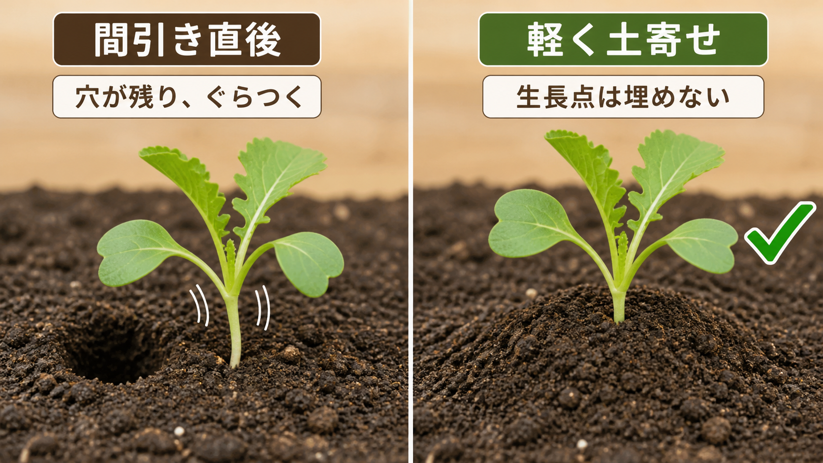 大根の間引き後に株元へ軽く土寄せする前後の比較