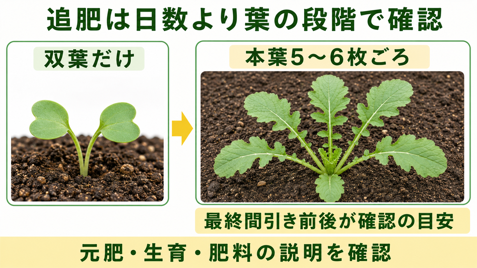 大根の双葉と本葉5～6枚ごろを見比べる図