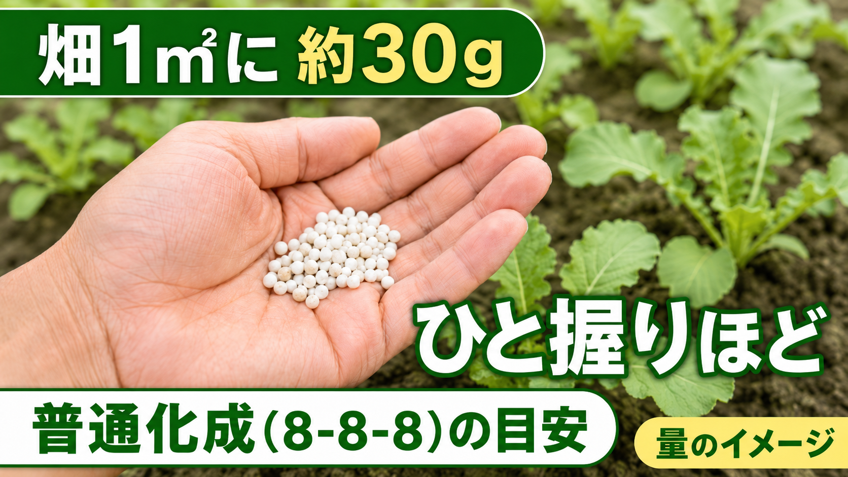 畑1㎡に普通化成約30g、手のひと握りほどの量感を示すイメージ