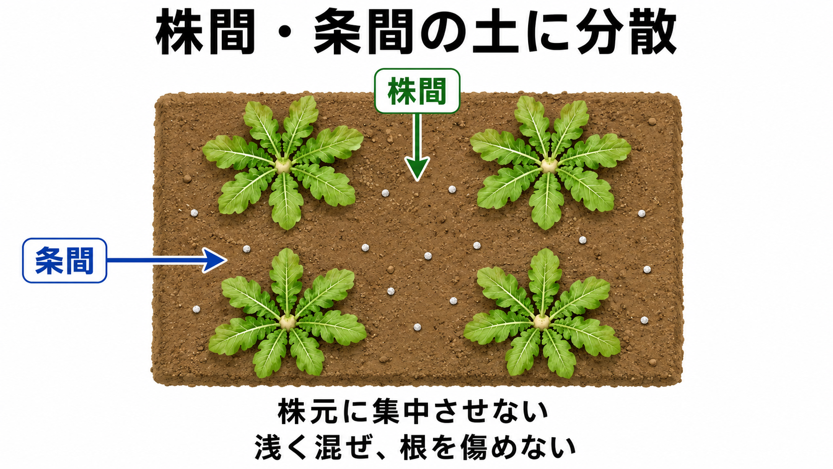 大根の株と株の間、列と列の間に肥料をまく場所