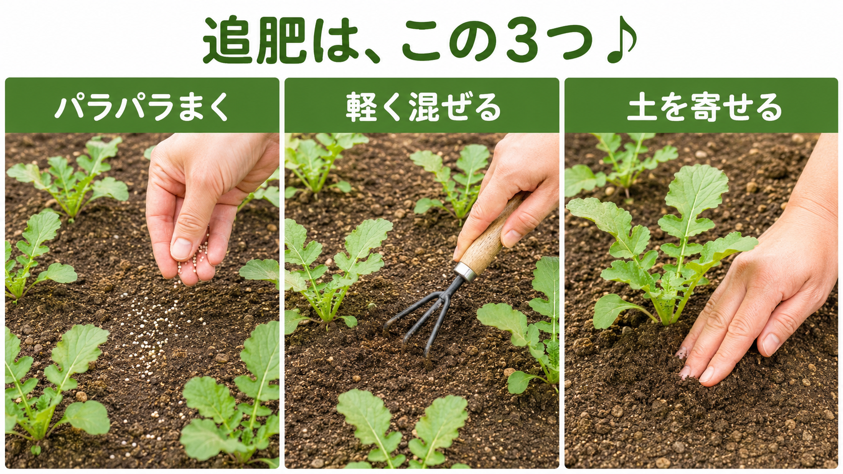 大根の追肥をまく、軽く混ぜる、土を寄せるの3つの動作