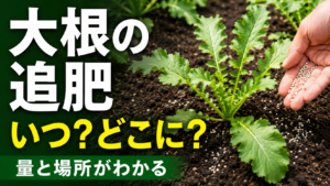 大根の追肥はいつどこに？量と場所を紹介するアイキャッチ