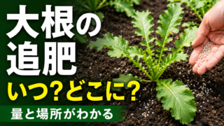 大根の追肥はいつどこに？量と場所を紹介するアイキャッチ