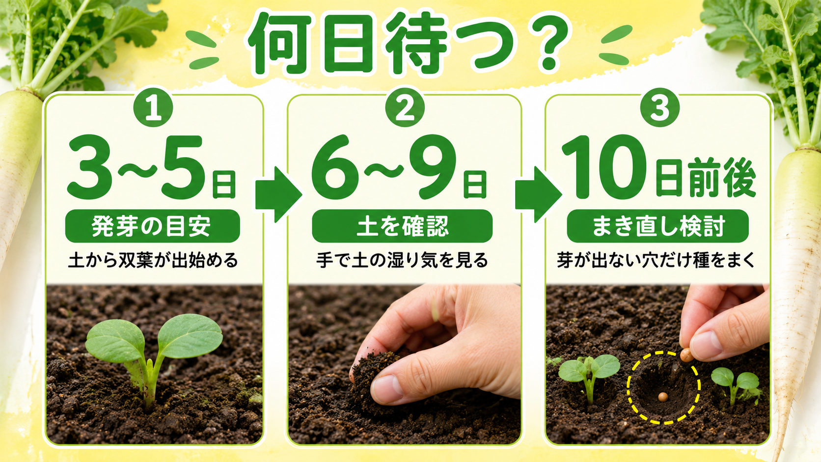 大根の発芽を3～5日、6～9日、10日前後で判断する目安