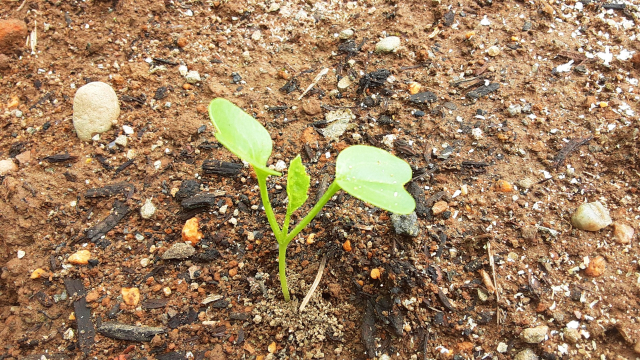 周囲に芽がなく1本だけ育った大根の双葉