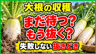 大根の収穫時期を「まだ待つ？もう抜く？」の迷いから判断するアイキャッチ
