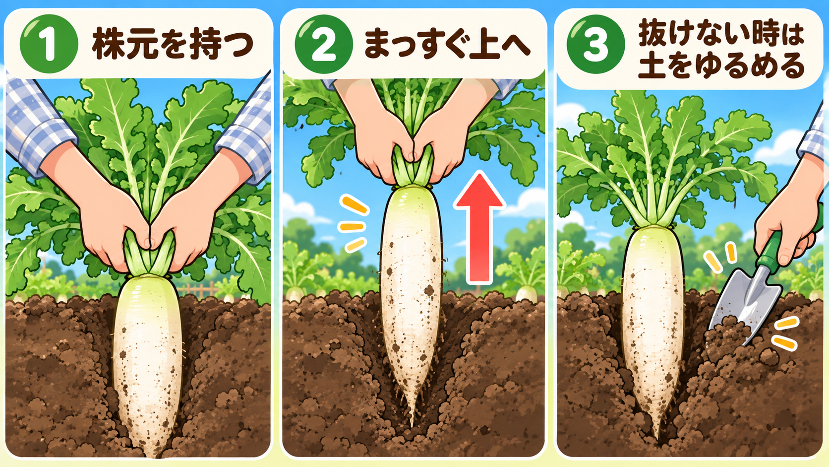 大根を株元からまっすぐ上へ抜く3ステップの図解