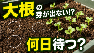 大根の種をまいても芽が出ない時の待つ日数と対策を紹介するアイキャッチ