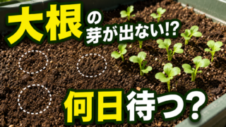 大根の種をまいても芽が出ない時の待つ日数と対策を紹介するアイキャッチ